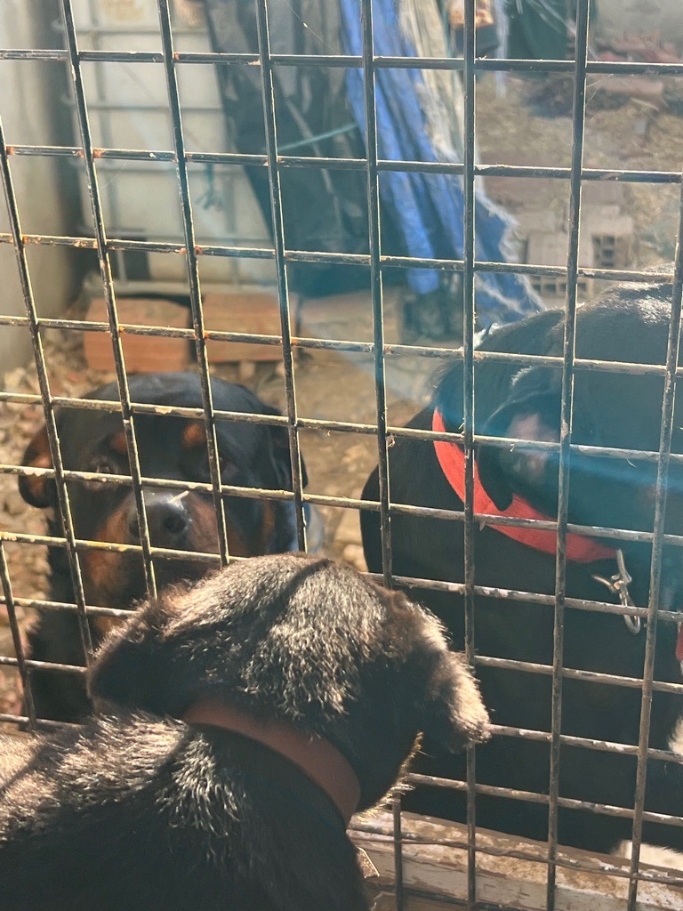 Chiot Rottweiler race pure cherche famille