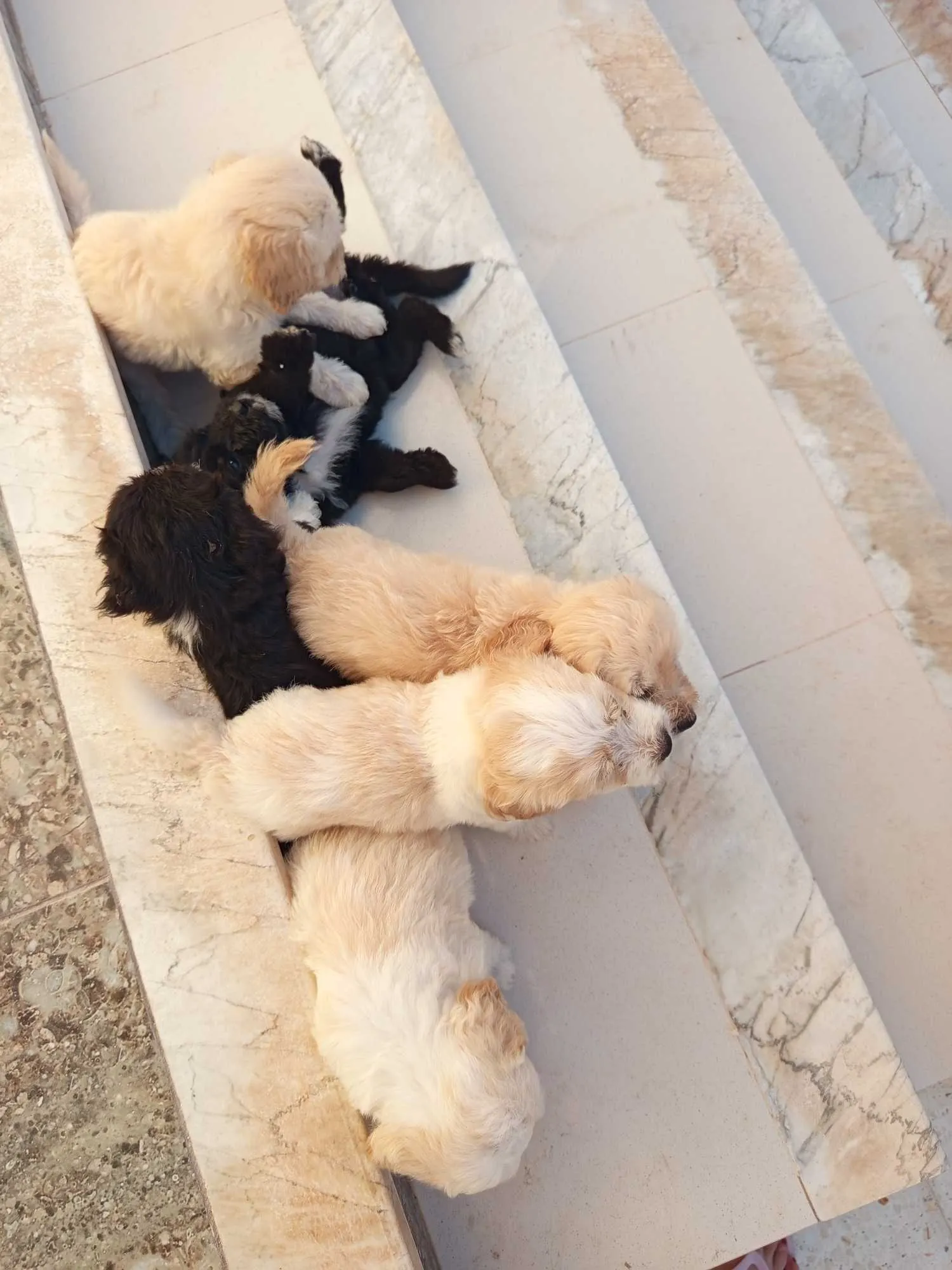 Chiots caniches