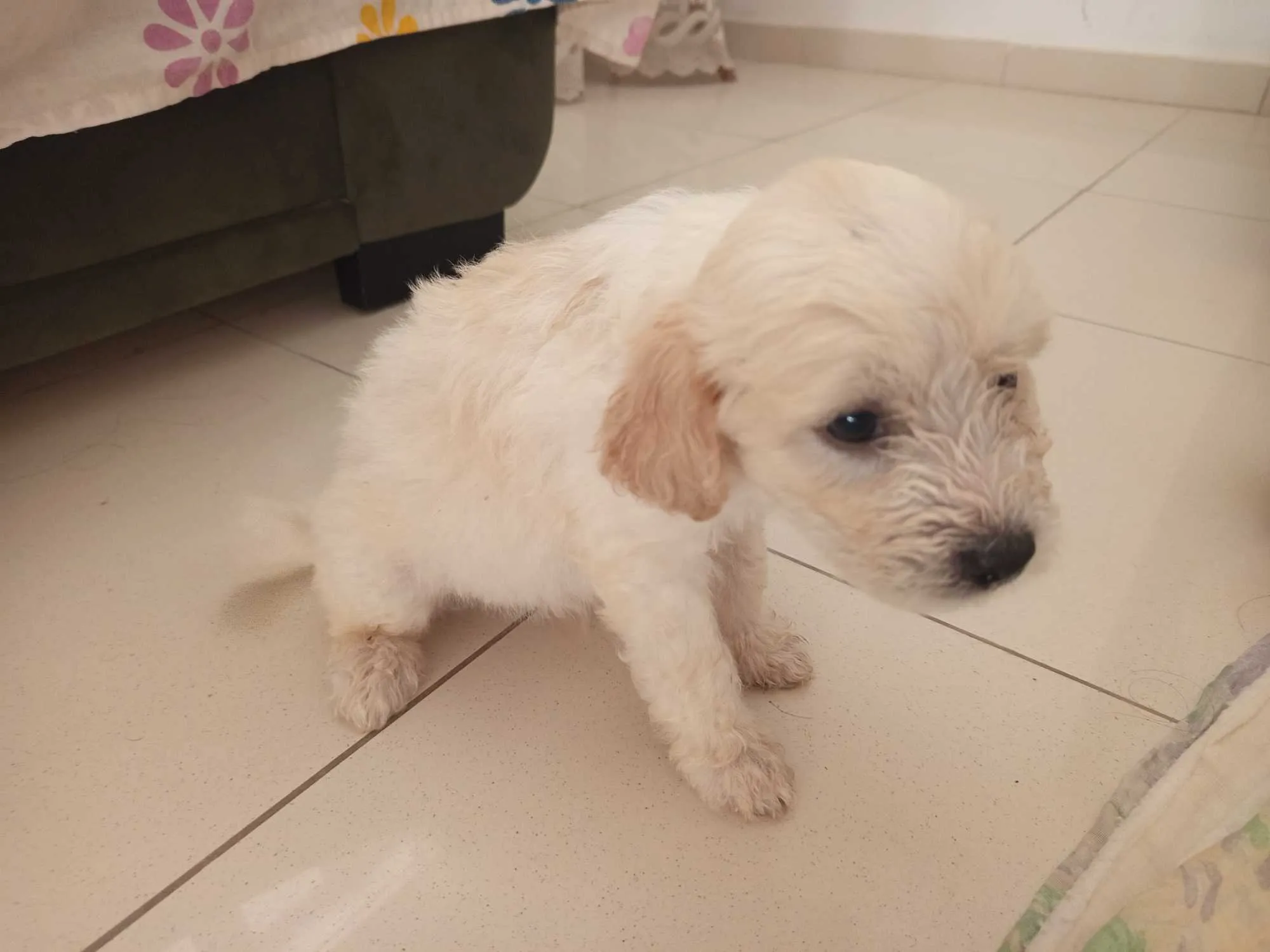 Chiots caniches