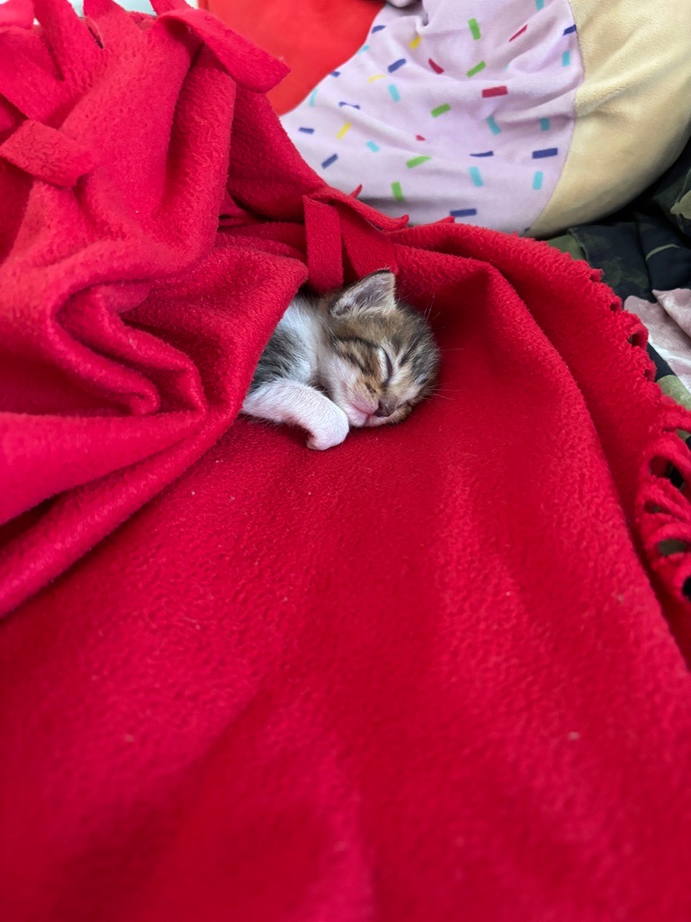 Chaton à adopter URGENT!!