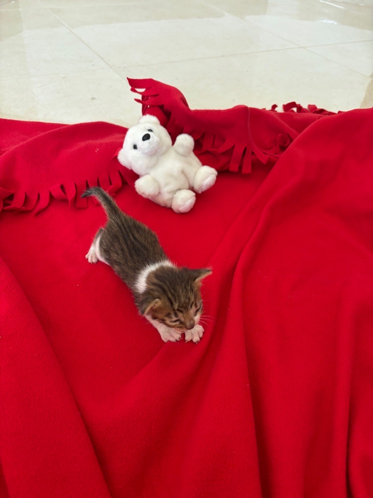 Chaton à adopter URGENT!!