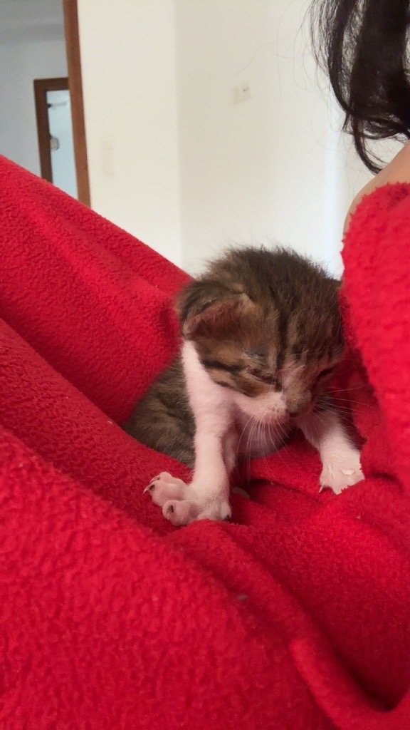 Chaton à adopter URGENT!!