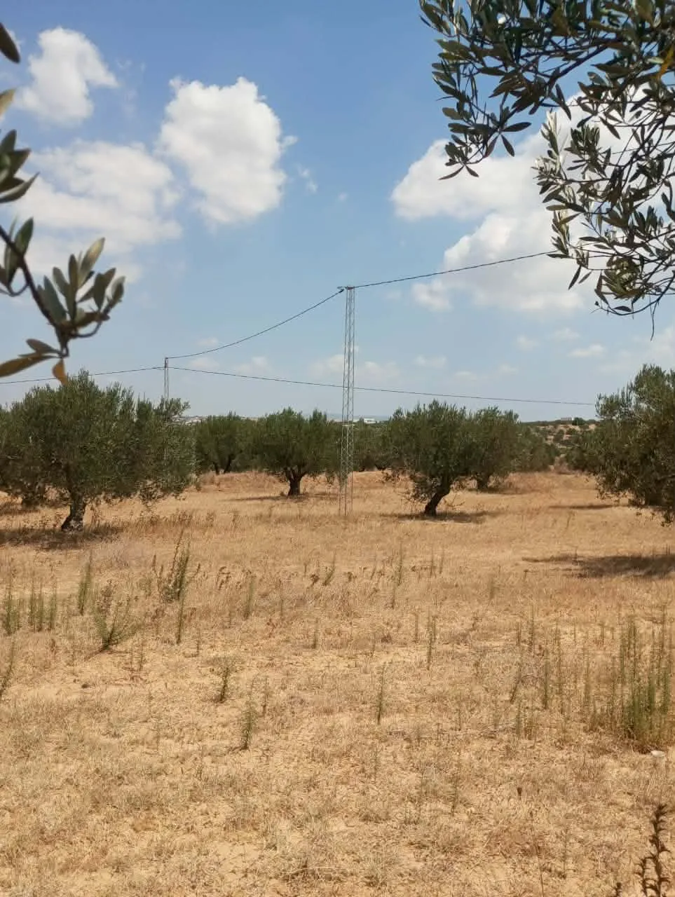 AV 1000m à 40MD proche hammamet sud