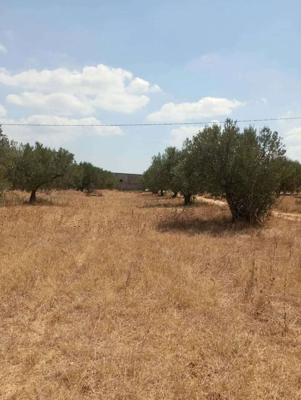 AV 1000m à 40MD proche hammamet sud