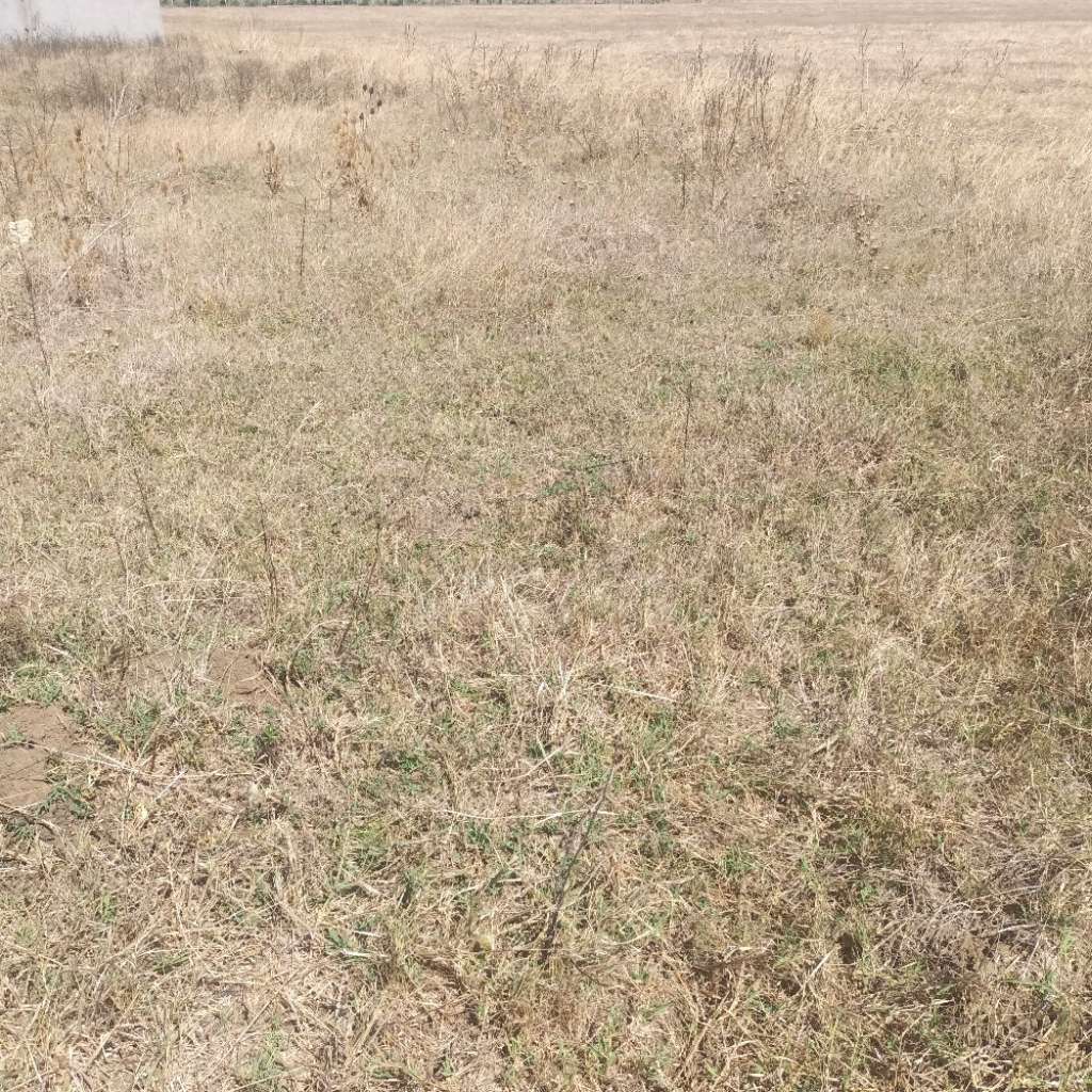 terrain 300 a tabarka a vendre