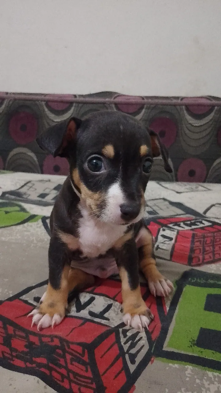 Chiot chihuahua 