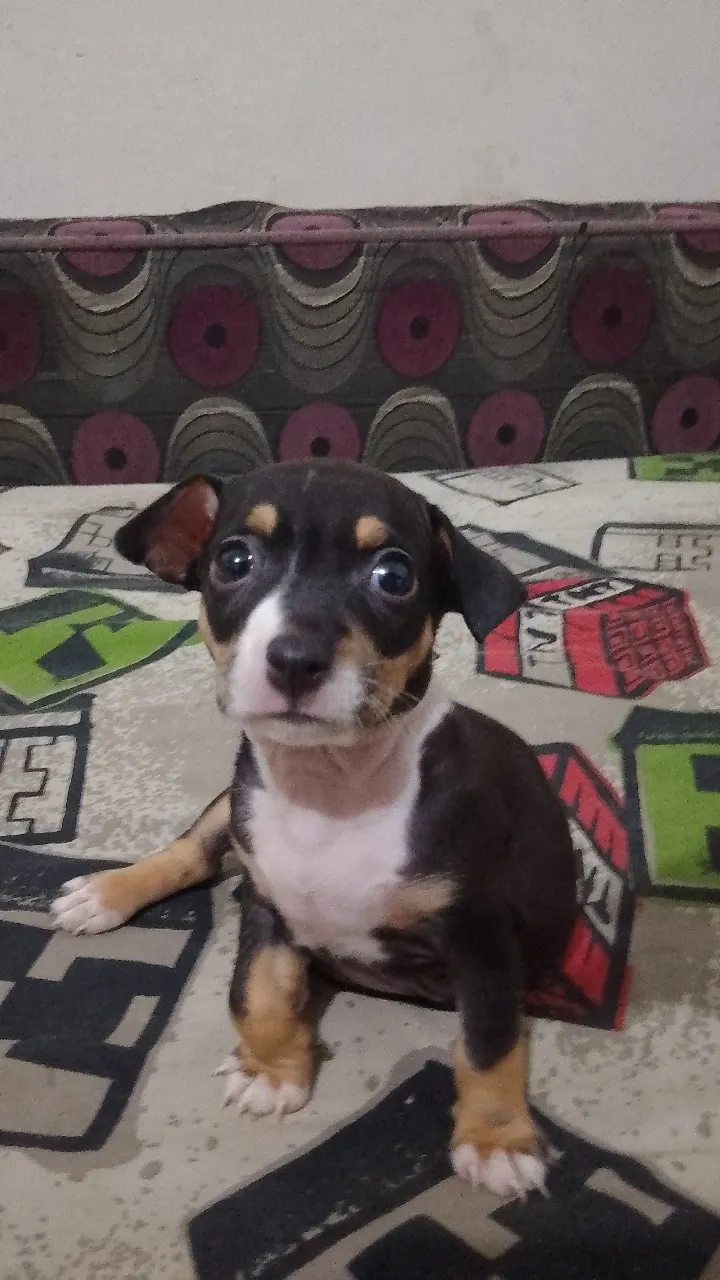 Chiot chihuahua 