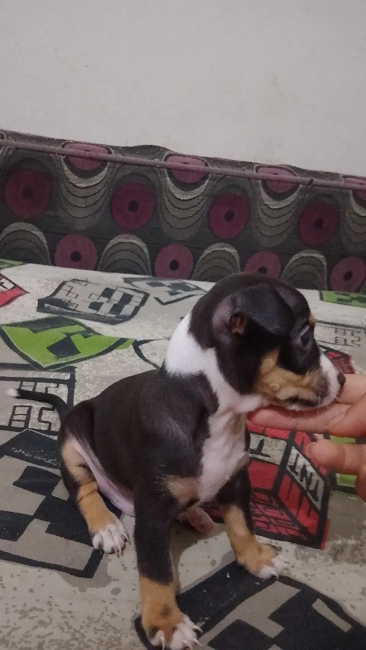Chiot chihuahua 