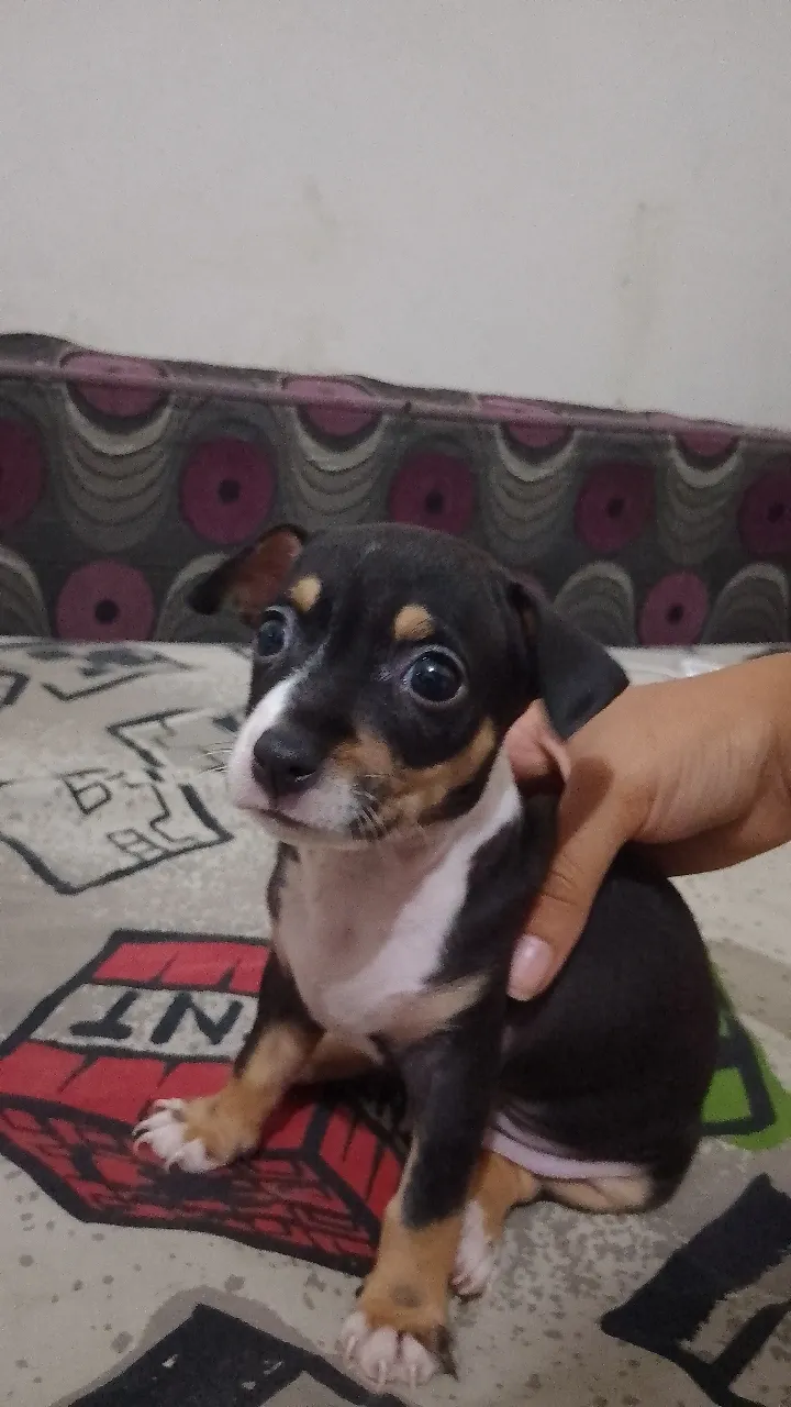 Chiot chihuahua 