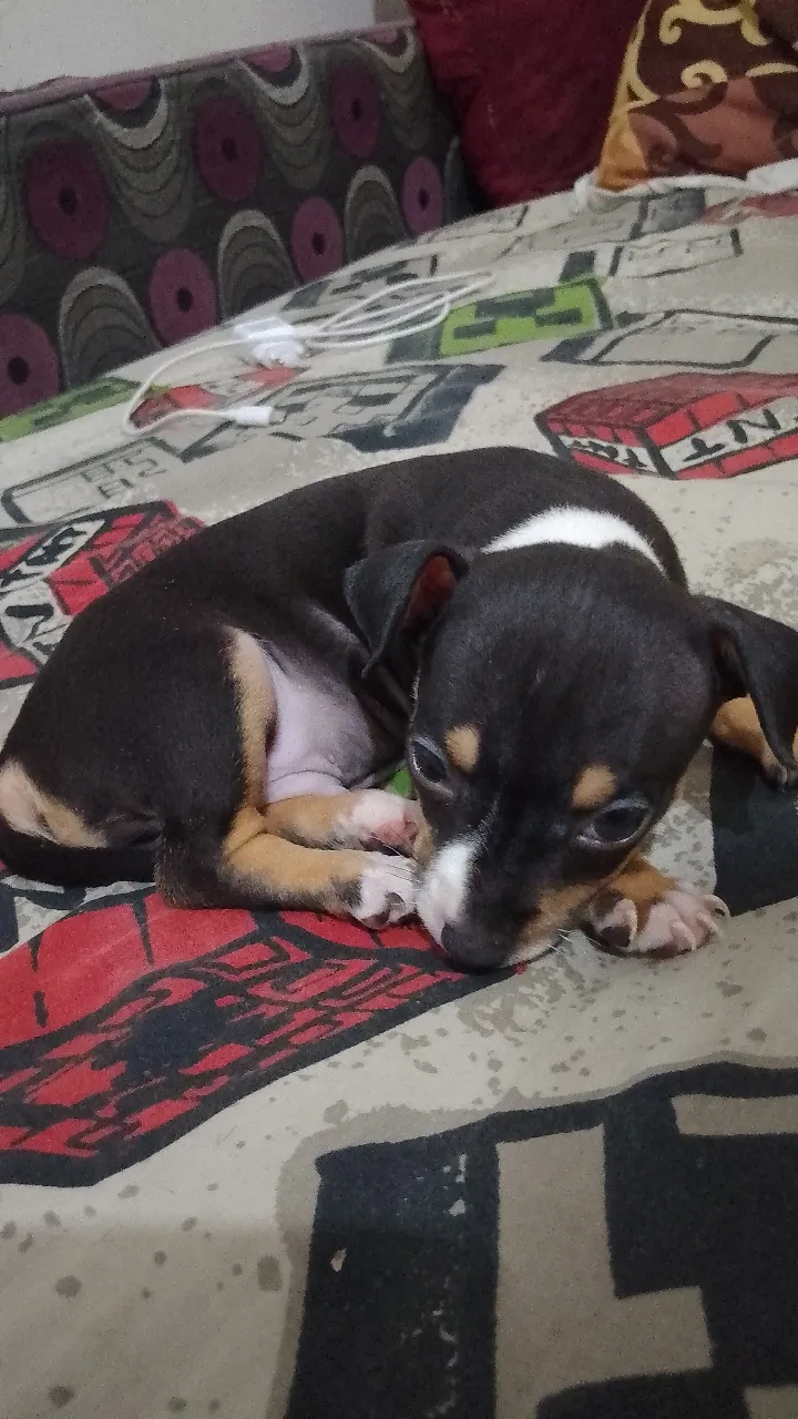 Chiot chihuahua 