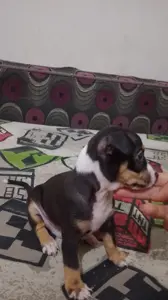 Chiot chihuahua 