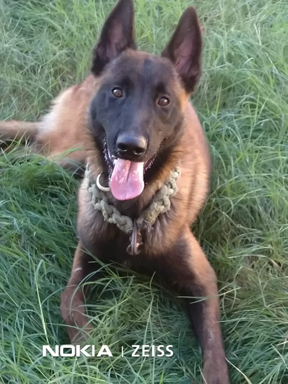 Chiots malinois