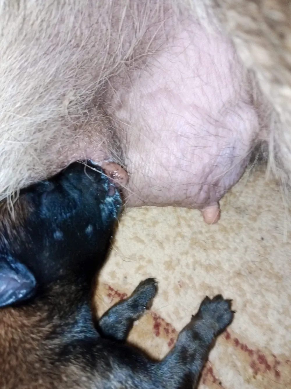 Chiots malinois