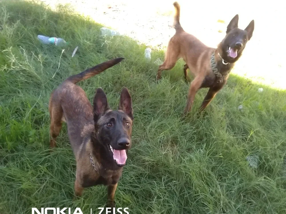 Chiots malinois