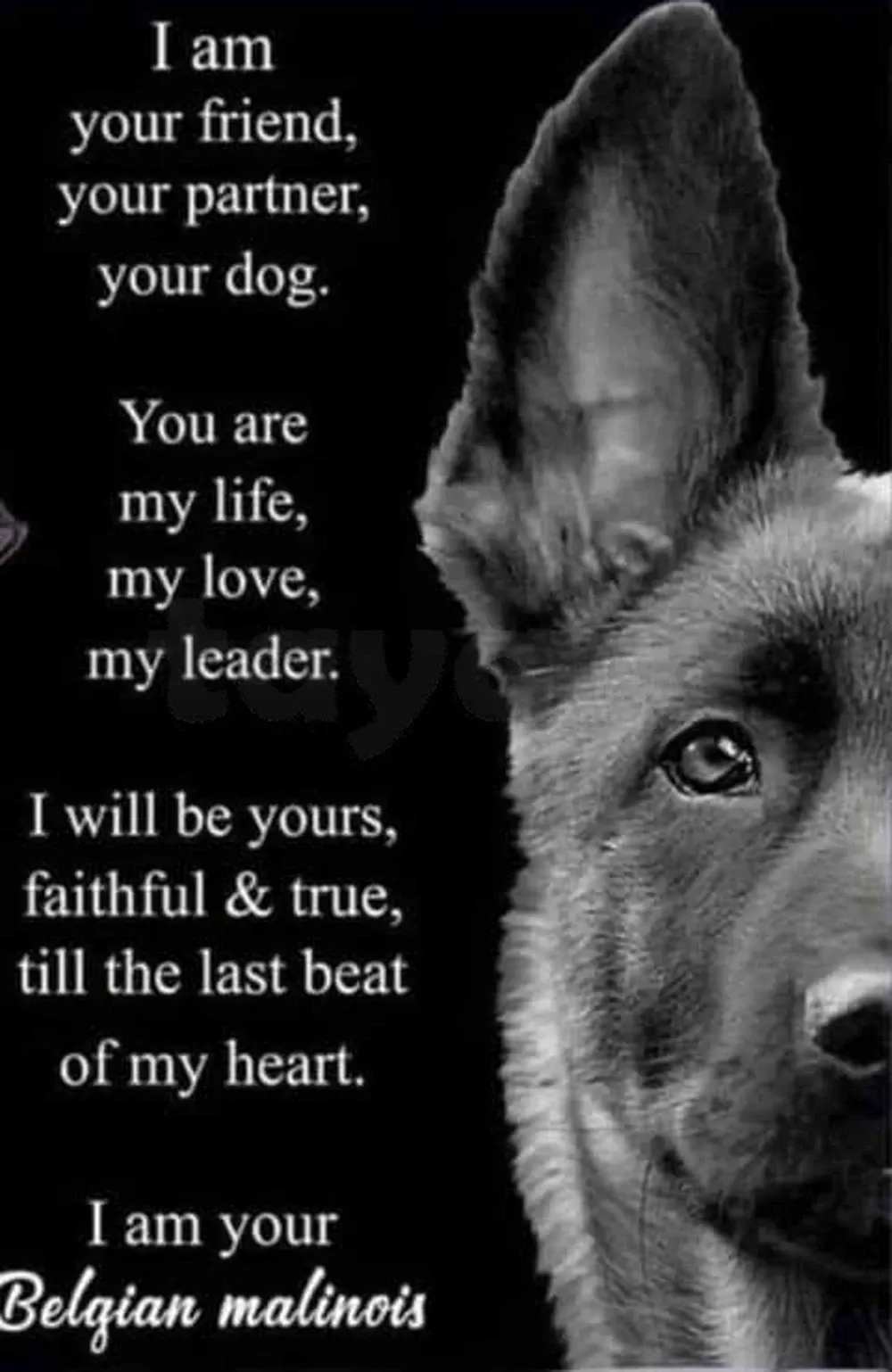 Chiots malinois