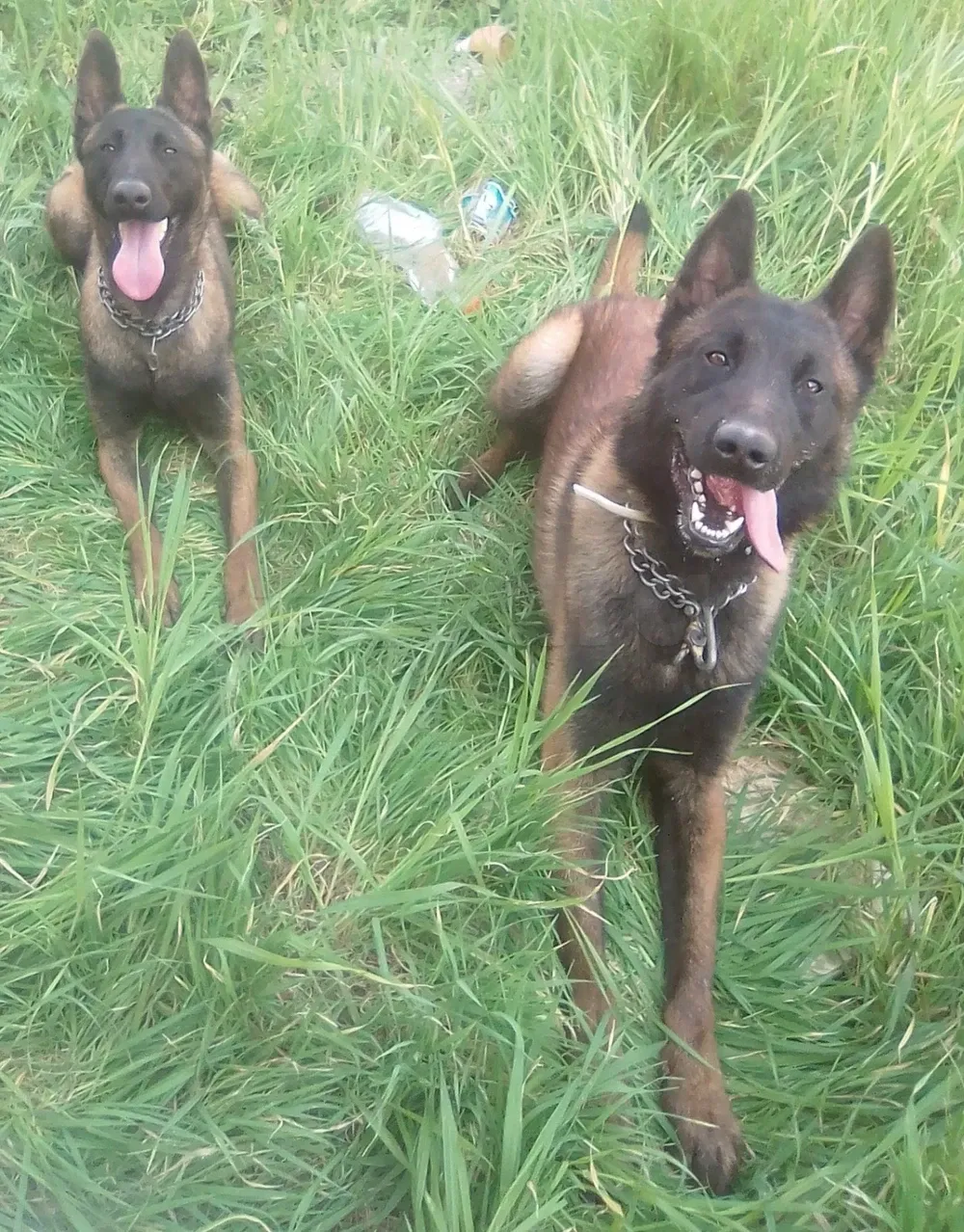 Chiots malinois