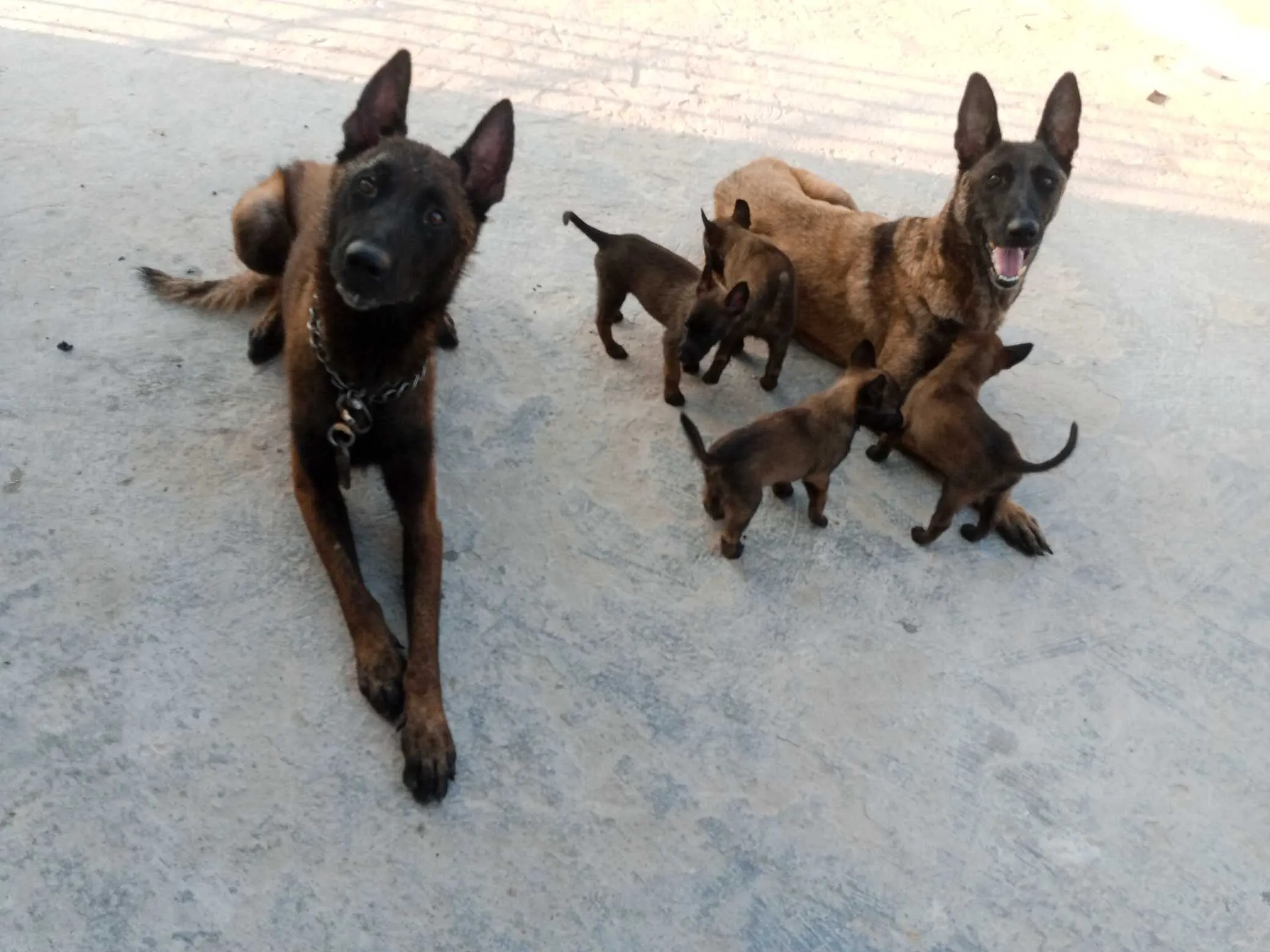 Chiots malinois