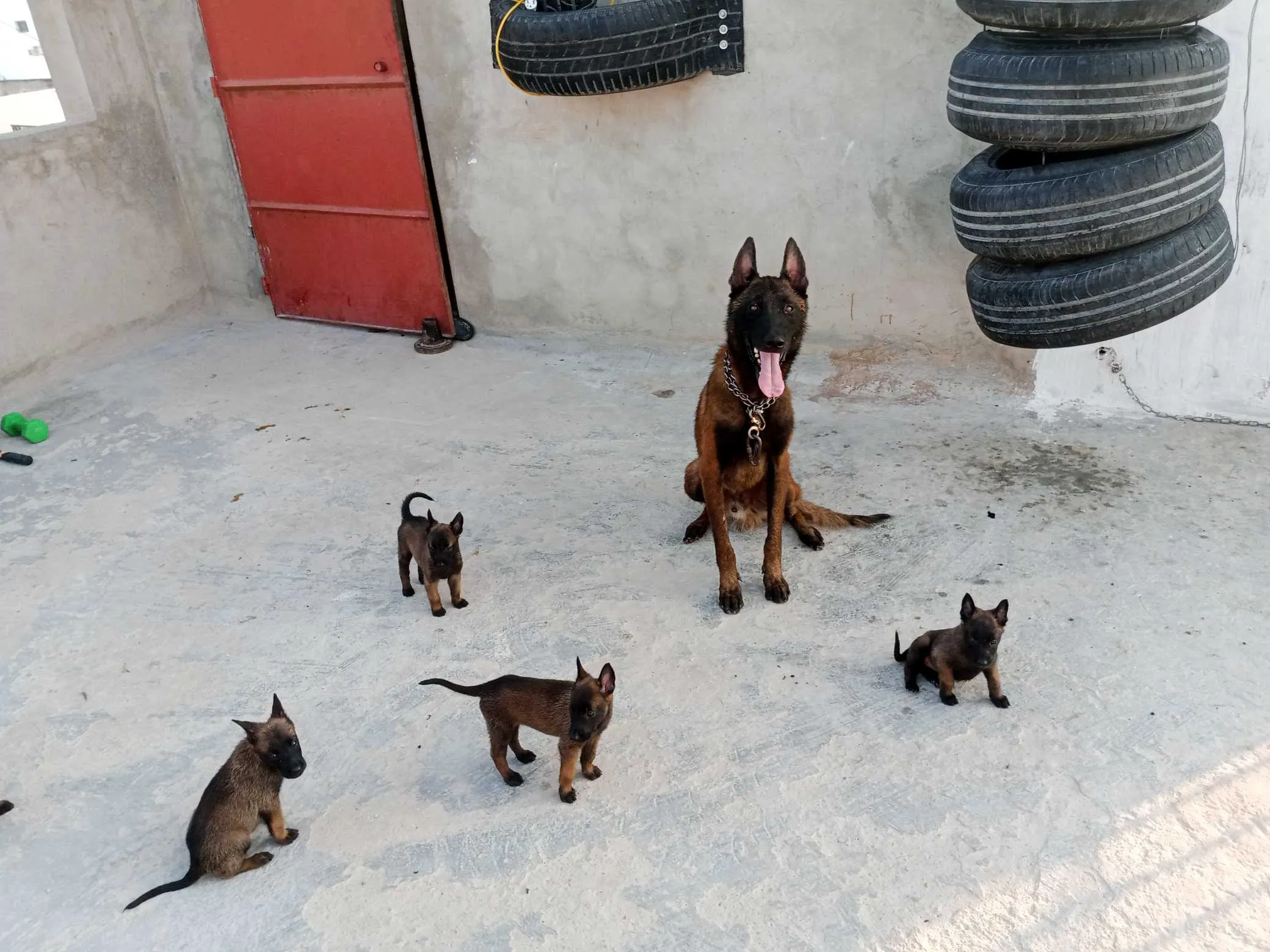 Chiots malinois