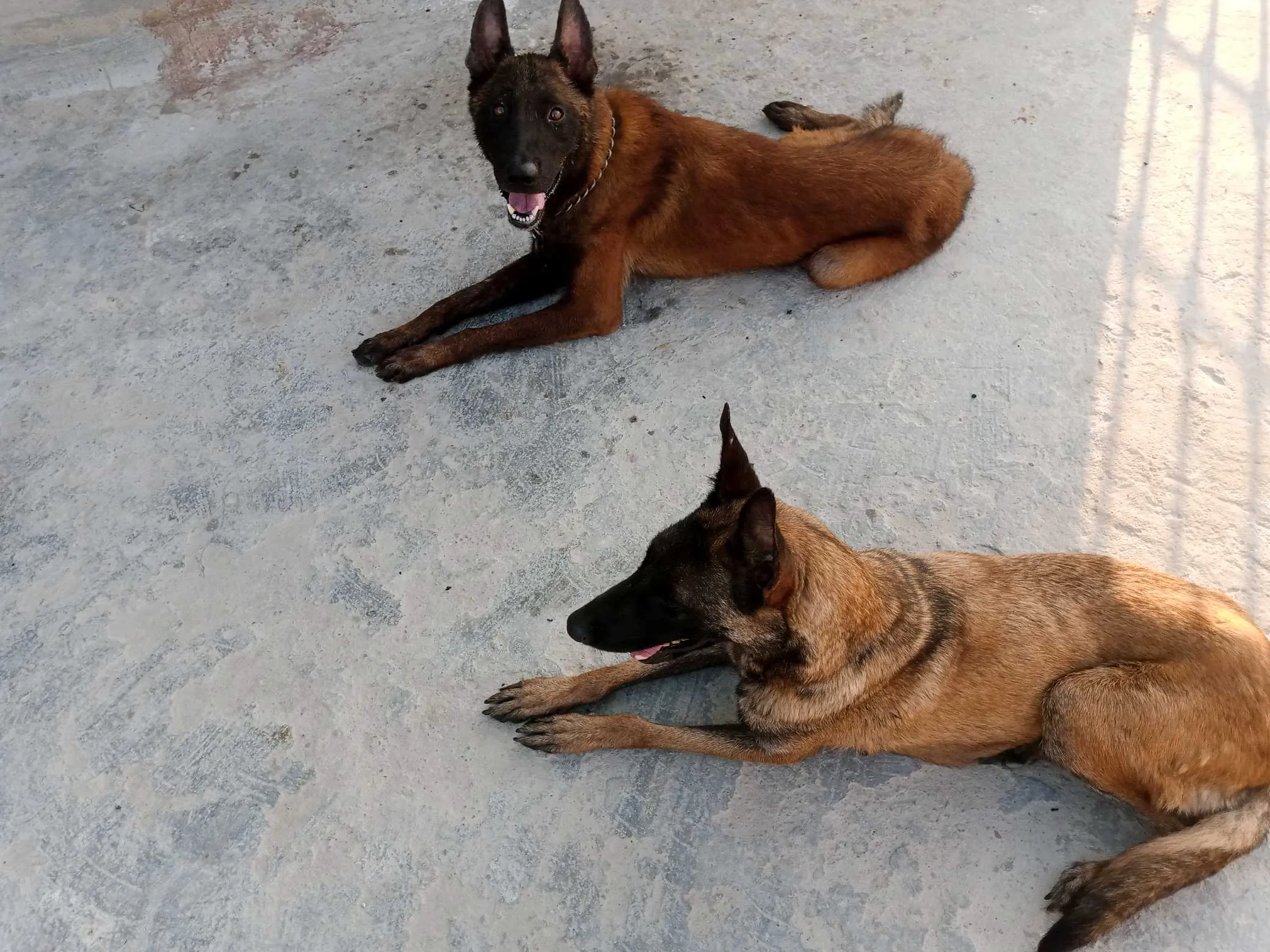 Chiots malinois