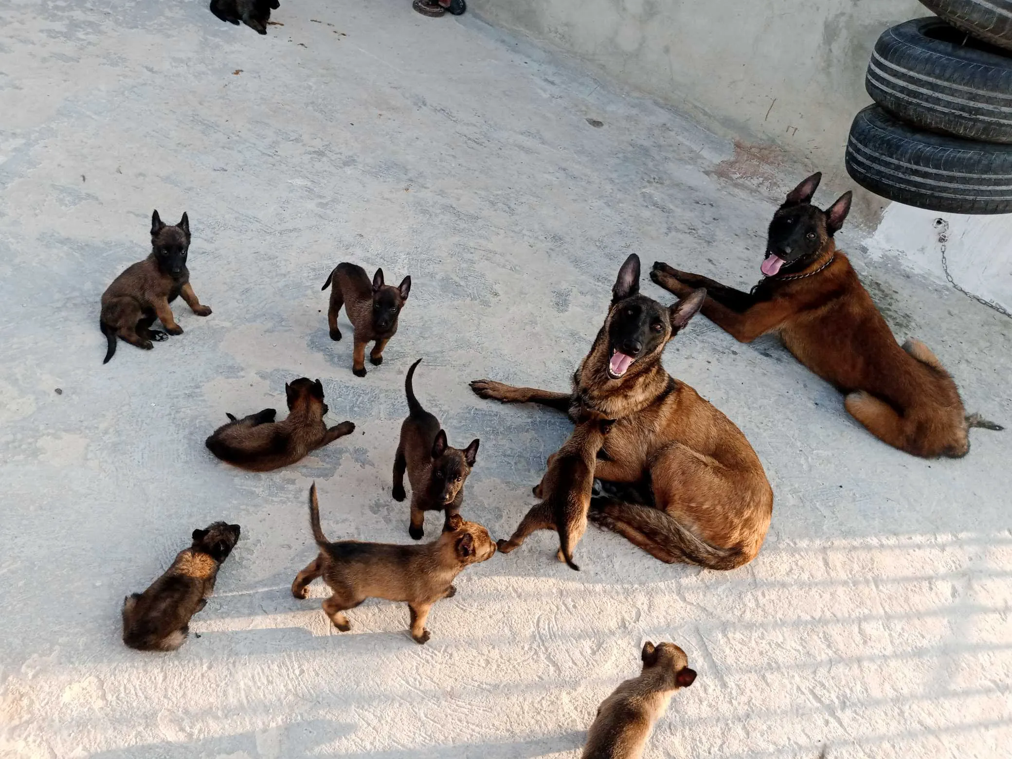 Chiots malinois