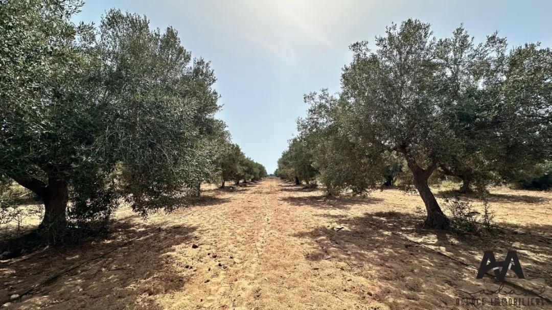 Terrain Agricole de 1500 m² à Tazarka