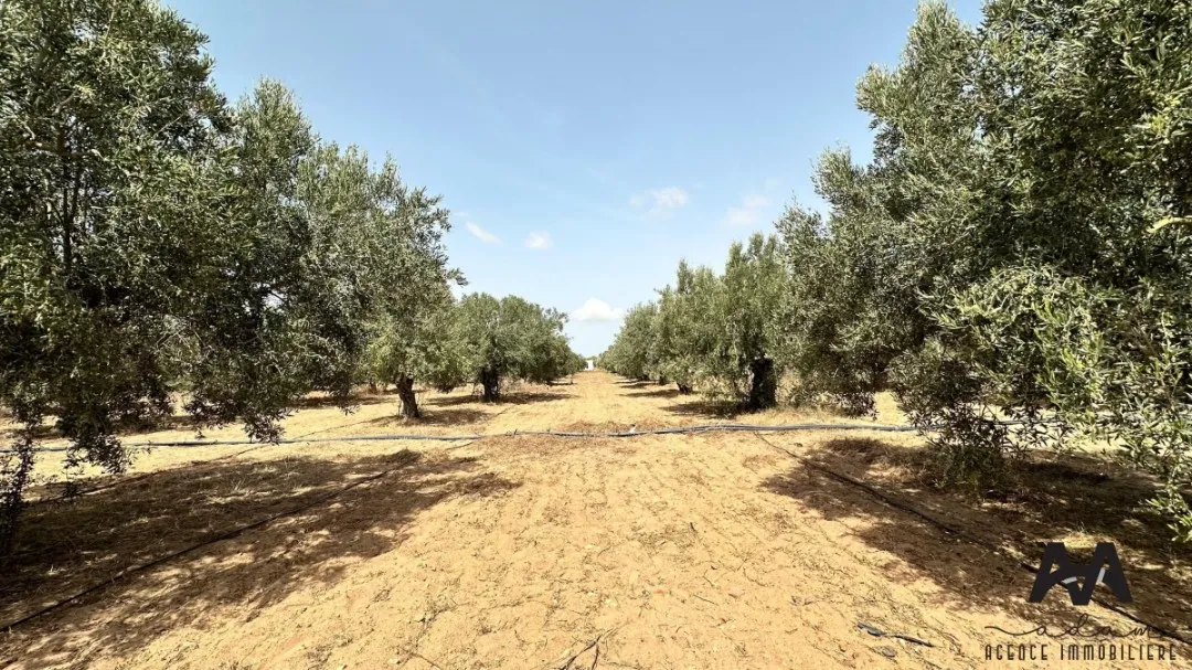 Terrain Agricole de 1500 m² à Tazarka