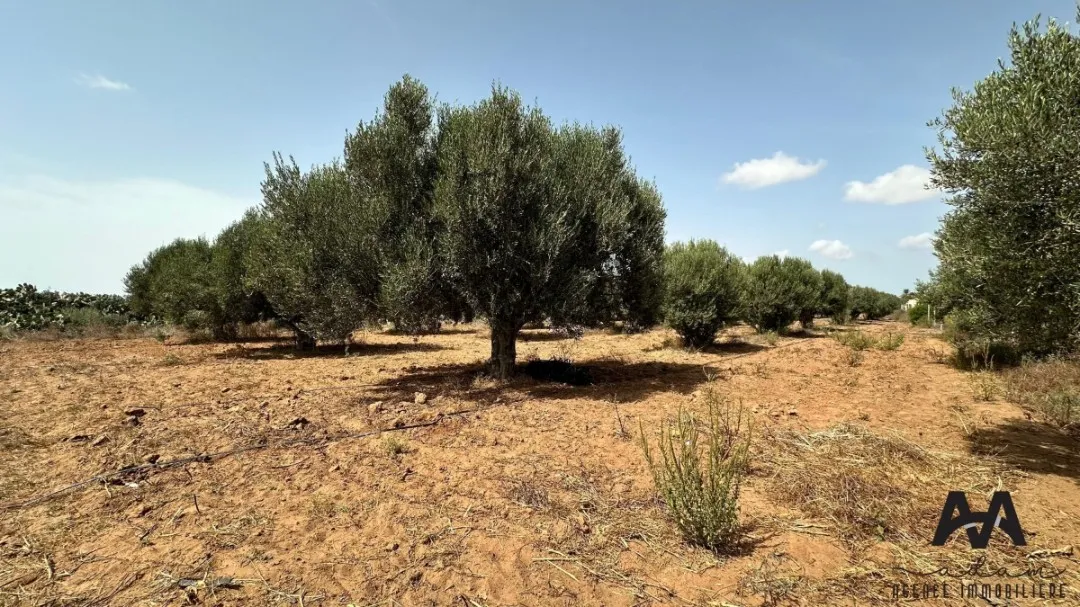 Terrain Agricole de 1500 m² à Tazarka