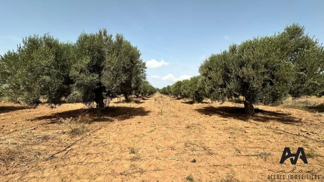 Terrain Agricole de 1500 m² à Tazarka