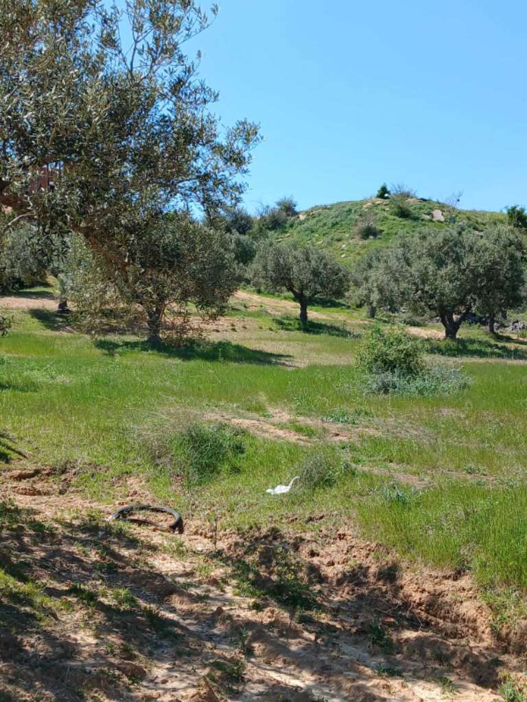 للبيـــــــــــع