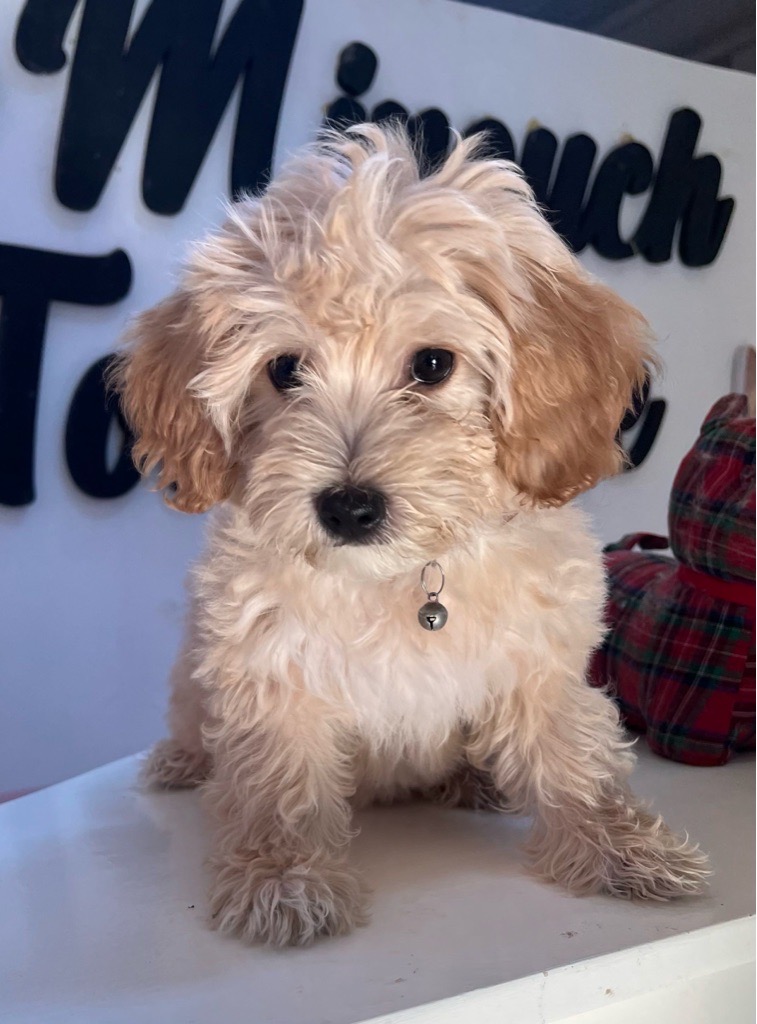 Bichon maltais nain 