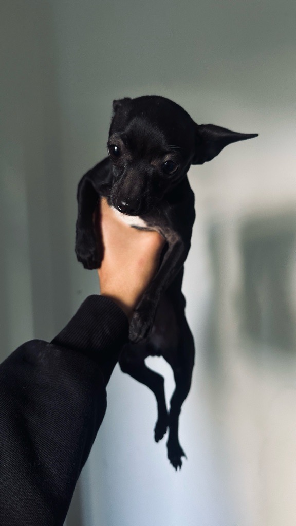 đ¶ Chihuahua noir poil court â 3 mois â Race pure