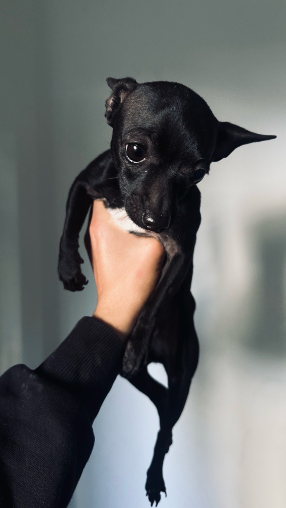 đ¶ Chihuahua noir poil court â 3 mois â Race pure