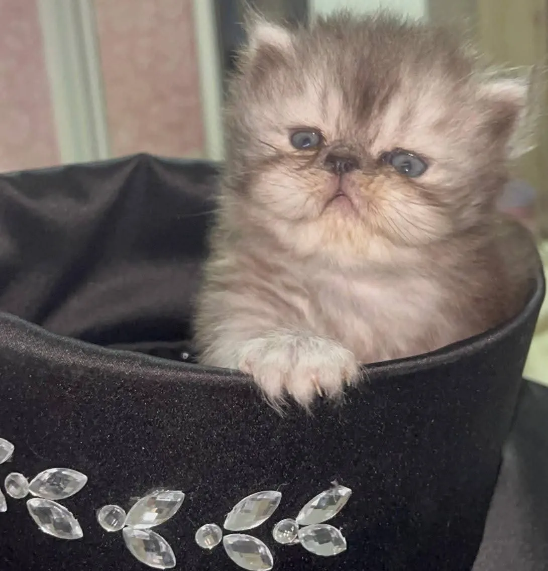 Chatte persan