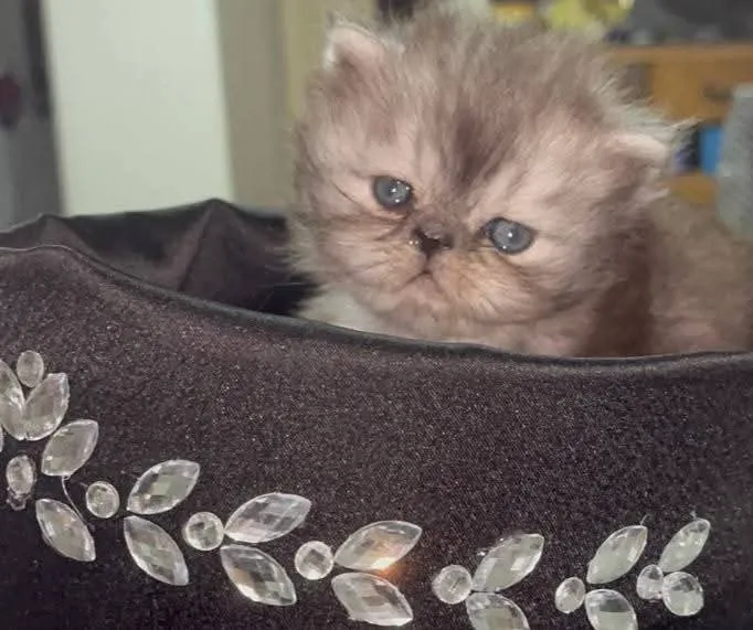 Chatte persan