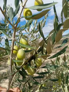 🫒 Huile d'olive 100% naturelle