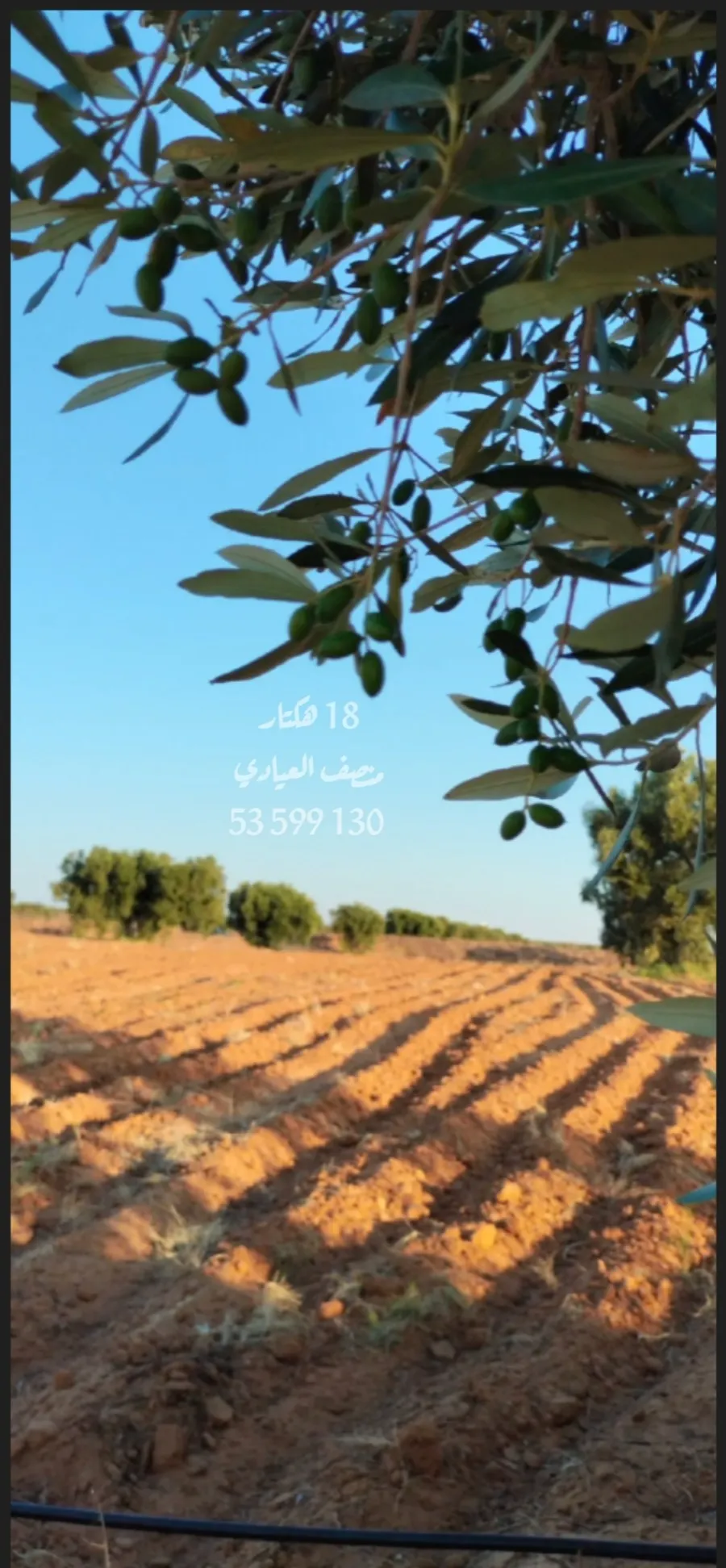 للبيع أرض فلاحية صفاقس 19 هكتار زيتون