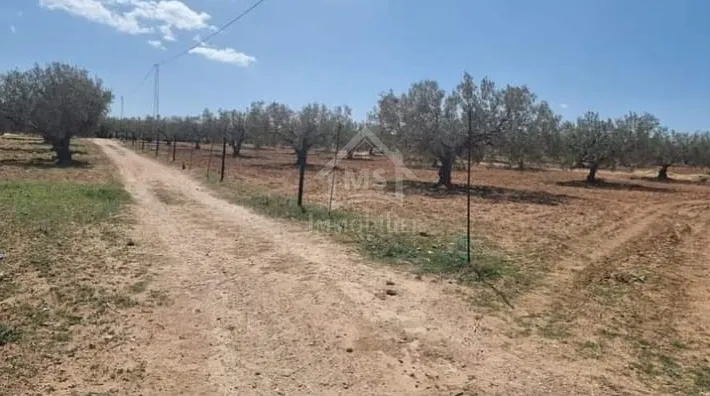 Quatre lots de terrain à vendre à Hammamet Sud 51355351