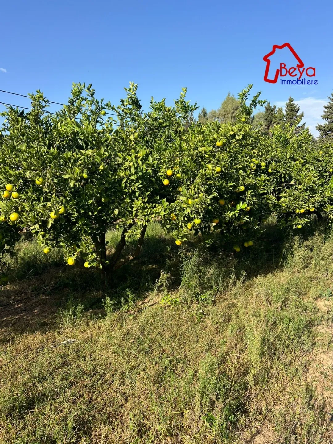 terrain MOLKA VTM085.