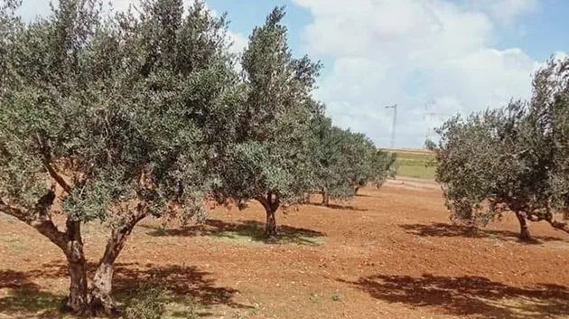 للكراء ارض فلاحية 