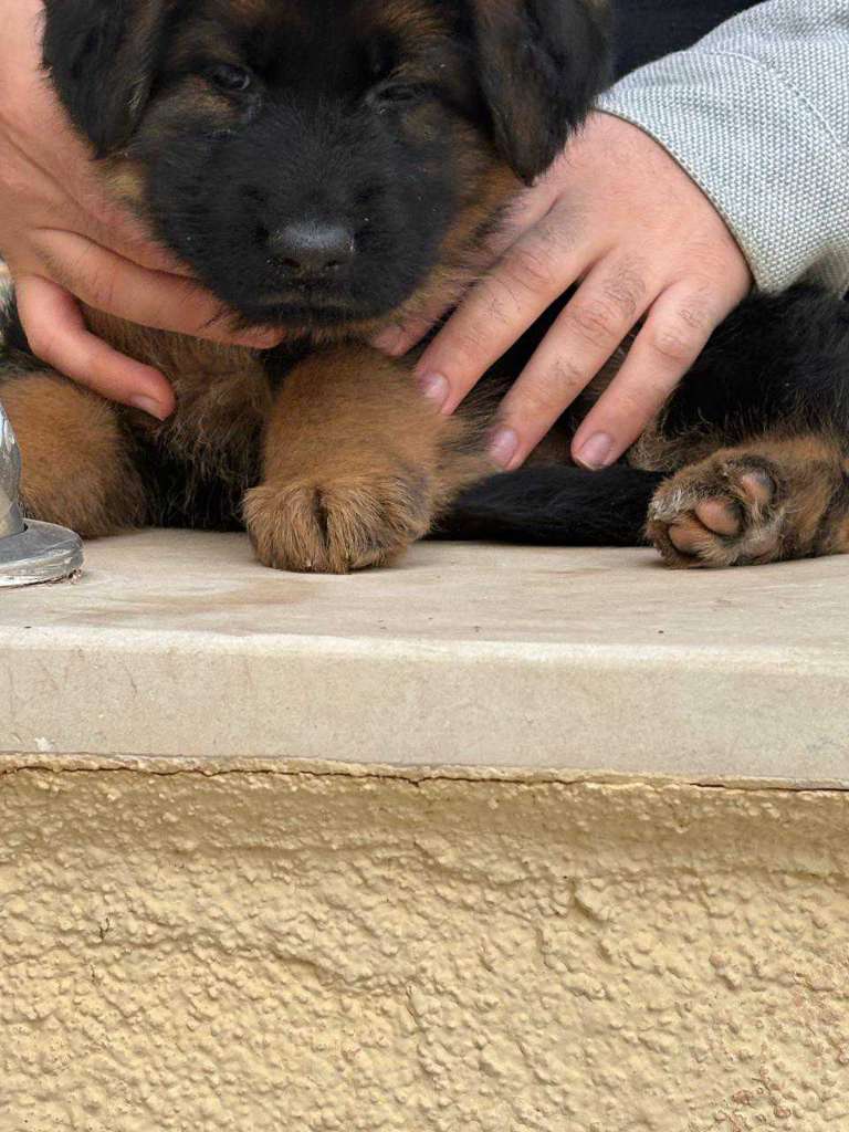 Femelle Berger Allemand 