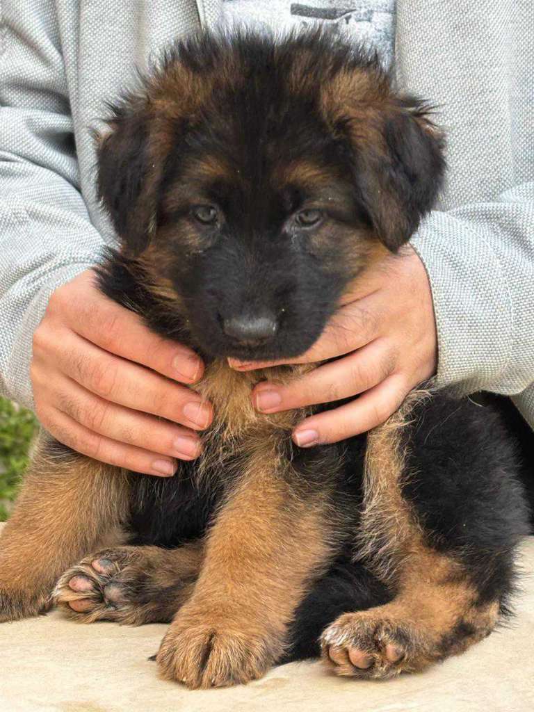 Femelle Berger Allemand 