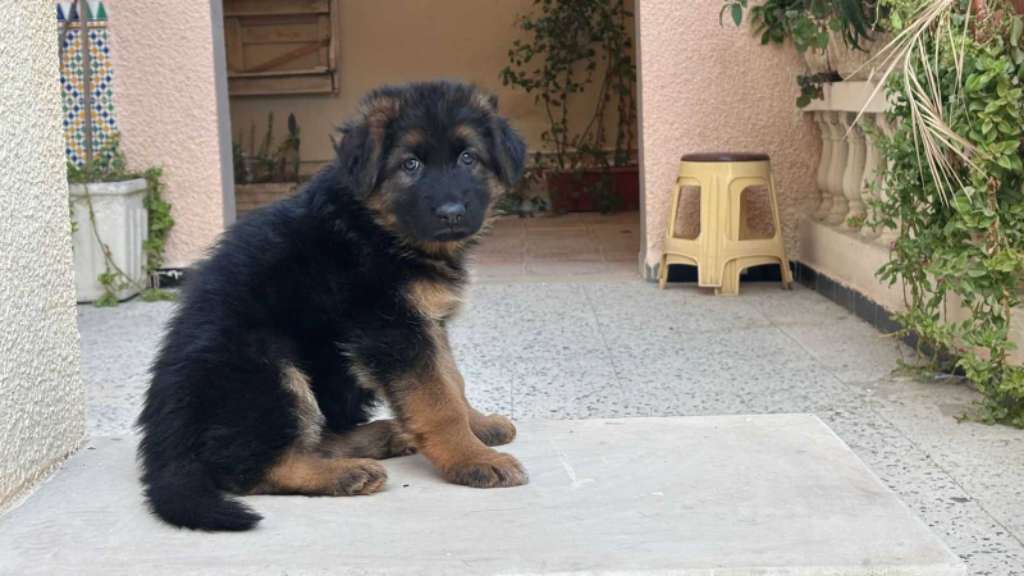 Femelle Berger Allemand 