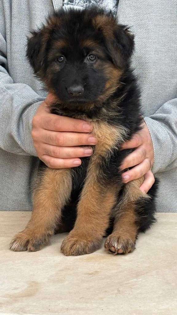 Femelle Berger Allemand 