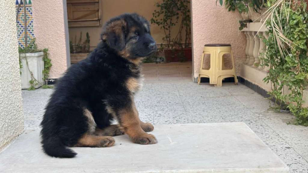 Femelle Berger Allemand 