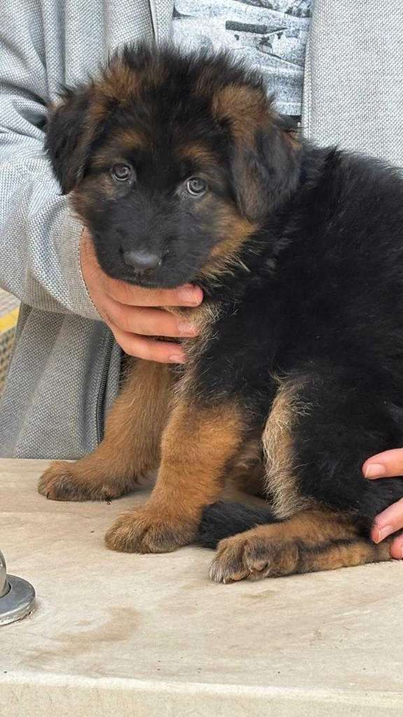 Femelle Berger Allemand 