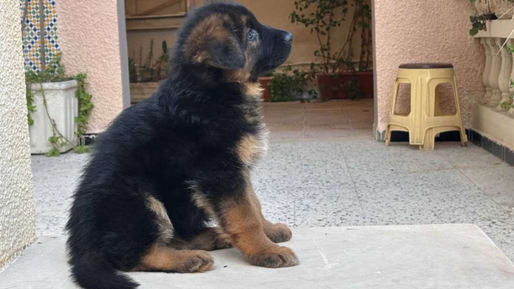 Femelle Berger Allemand 