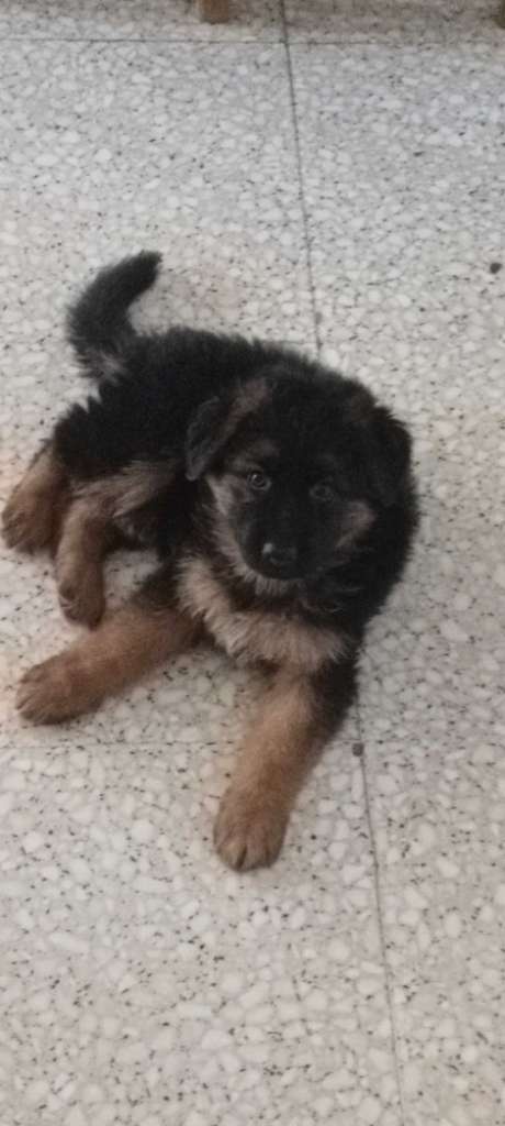 Femelle Berger Allemand 