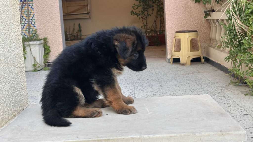 Femelle Berger Allemand 