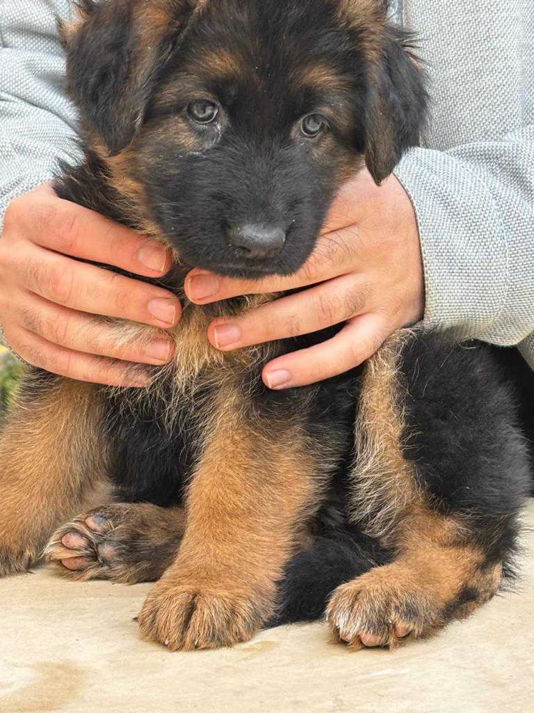 Femelle Berger Allemand 