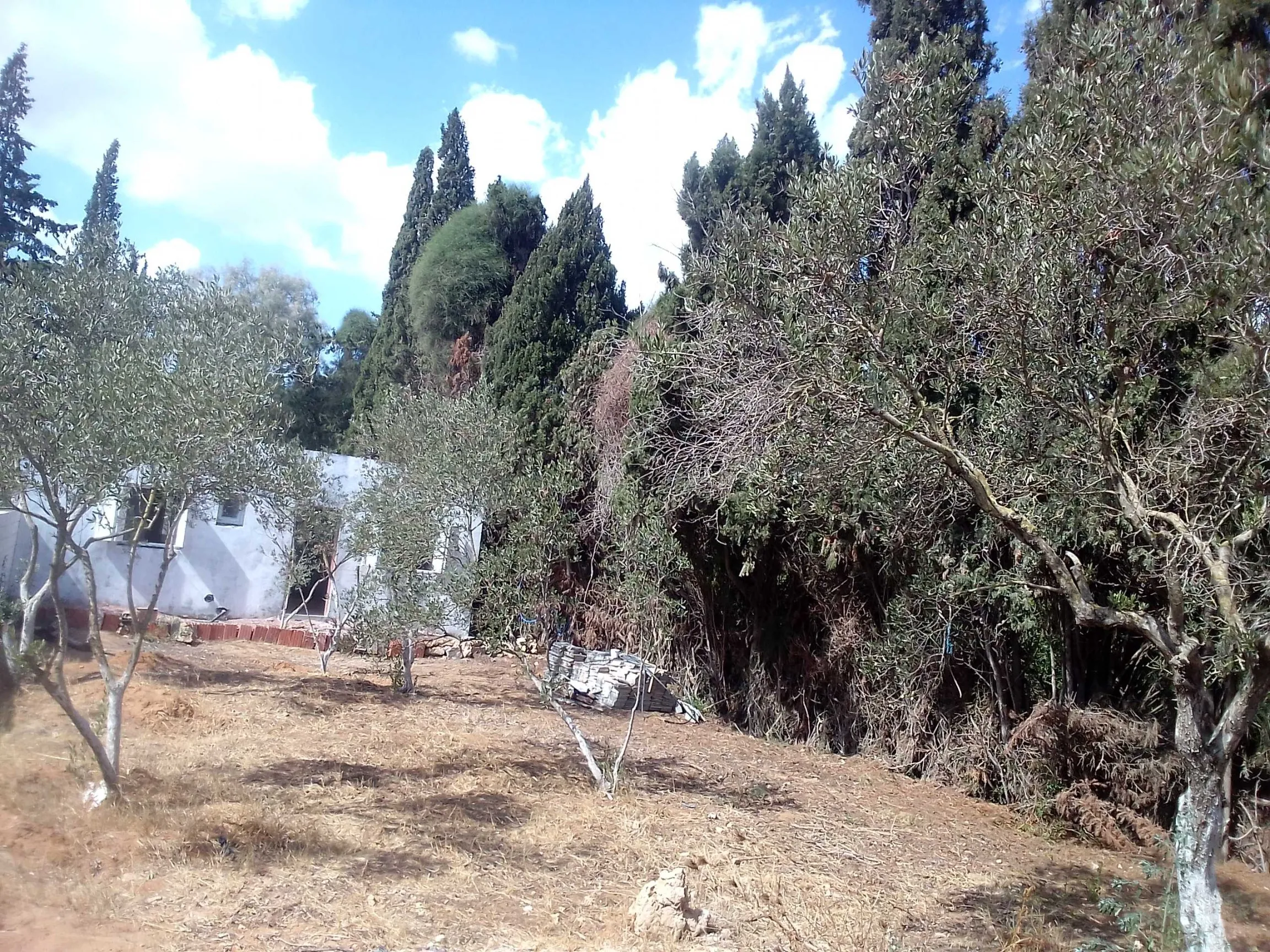 terrain 310 m2 +maison 60 m2 route plage rasjbal